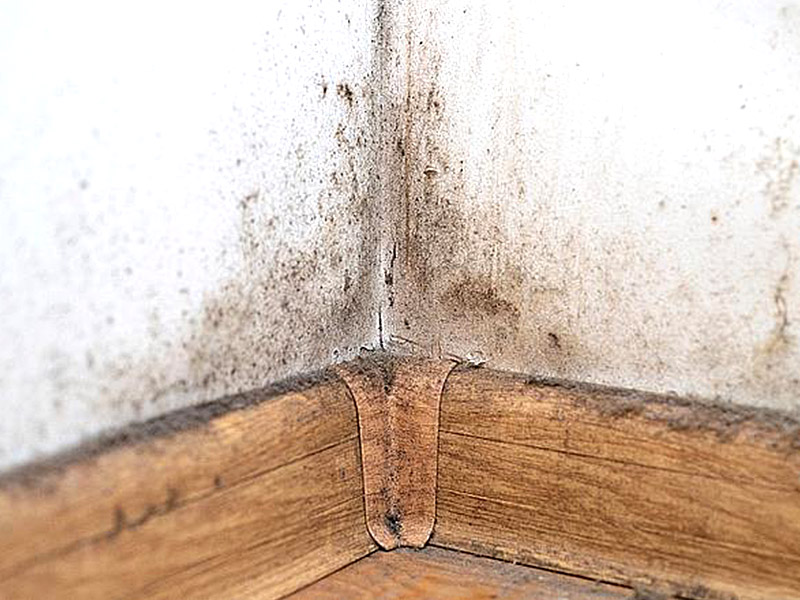 ¿Por qué le está creciendo moho a mi zócalo?